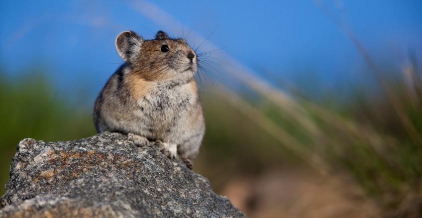 ¿Qué es la extinción? La respuesta es complicada