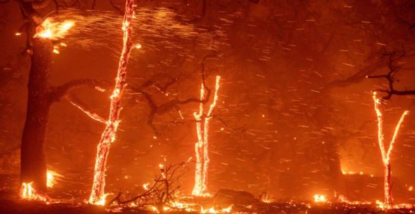 Cambio climático: las acciones que recomiendan 11.000 científicos que declararon la catástrofe para evitar un &quot;sufrimiento incalculable&quot;