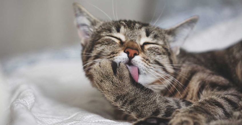 ESTAS SON LAS RAZONES POR LAS QUE LOS GATOS SE LAMEN SU PELAJE
