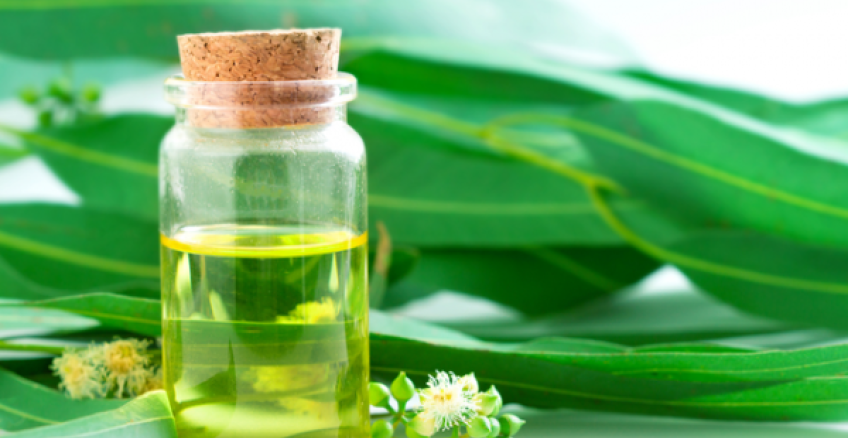 10 beneficios del eucalipto