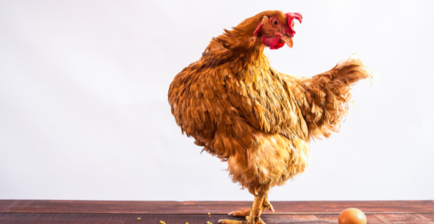 ¿Qué fue primero, el huevo o la gallina? Parece que ya existe la respuesta