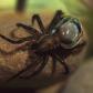 Algunos animales utilizan burbujas para su supervivencia. ¿Cómo lo hacen?