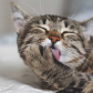 ESTAS SON LAS RAZONES POR LAS QUE LOS GATOS SE LAMEN SU PELAJE