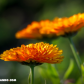 ¡Conoce 5 flores medicinales!
